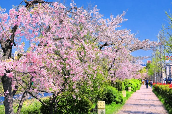 花の回廊川端通